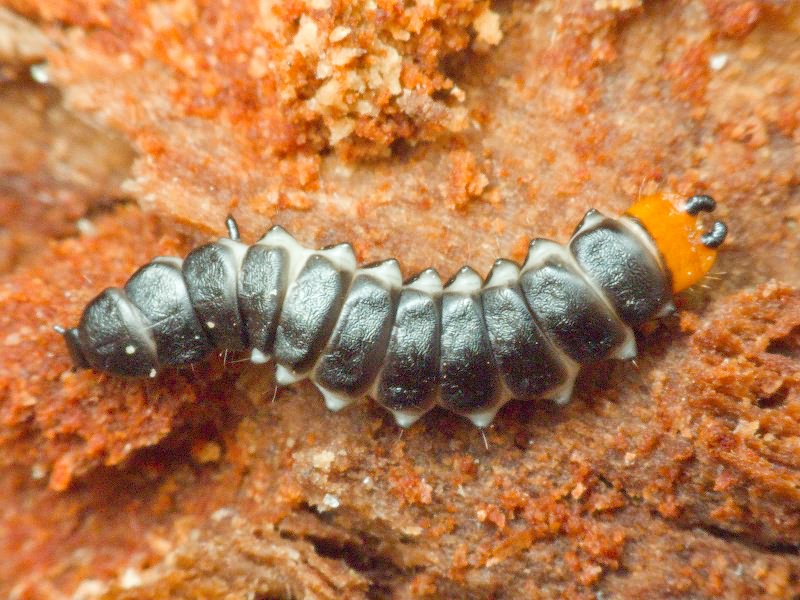 Lygistopterus sanguineus (Linnaeus, 1758)